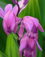 Bletilla striata