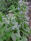 Borago officinalis