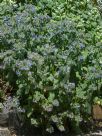 Borago officinalis