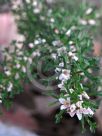 Boronia anemonifolia anemonifolia