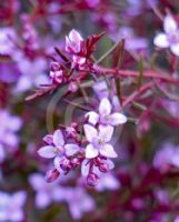 Boronia filifolia