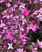 Boronia ledifolia