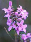 Boronia ledifolia