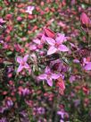 Boronia ledifolia