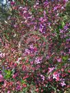 Boronia ledifolia