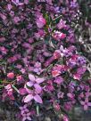 Boronia ledifolia