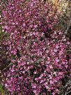 Boronia ledifolia