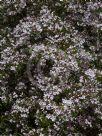 Boronia muelleri