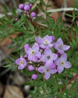 Boronia pinnata