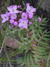 Boronia pinnata