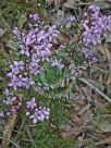 Boronia pinnata