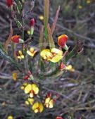 Bossiaea ensata