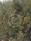 Bossiaea ensata