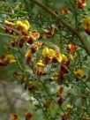 Bossiaea obcordata