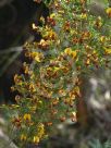 Bossiaea obcordata