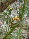 Bossiaea scolopendria