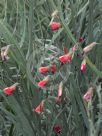 Bossiaea walkeri