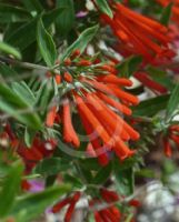 Bouvardia ternifolia