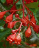 Brachychiton acerifolius