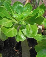 Brighamia insignis