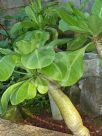 Brighamia insignis