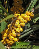 Bromelia sylvicola