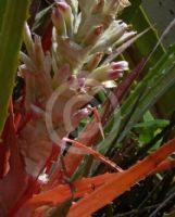 Bromelia pinguin