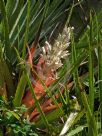 Bromelia pinguin