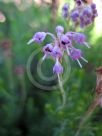 Erica spiculifolia