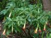 Brugmansia sanguinea