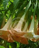 Brugmansia versicolor