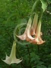 Brugmansia versicolor