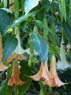 Brugmansia versicolor