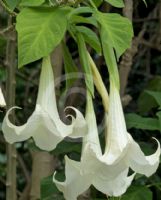 Brugmansia candida