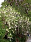 Brugmansia candida