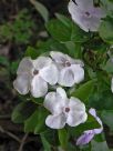 Brunfelsia australis Sweet & Petite