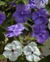 Brunfelsia pauciflora