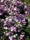 Brunfelsia pauciflora