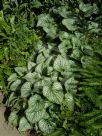 Brunnera macrophylla Jack Frost