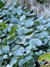 Brunnera macrophylla Jack Frost