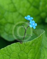 Brunnera macrophylla