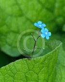 Brunnera macrophylla