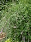 Buddleja alternifolia