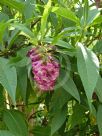 Buddleja colvilei