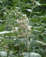 Buddleja fallowiana Alba