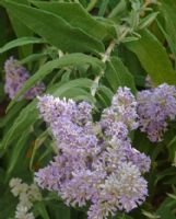 Buddleja salviifolia