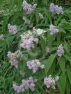 Buddleja salviifolia