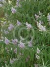 Buddleja salviifolia