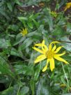 Buphthalmum salicifolium