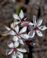 Burchardia umbellata